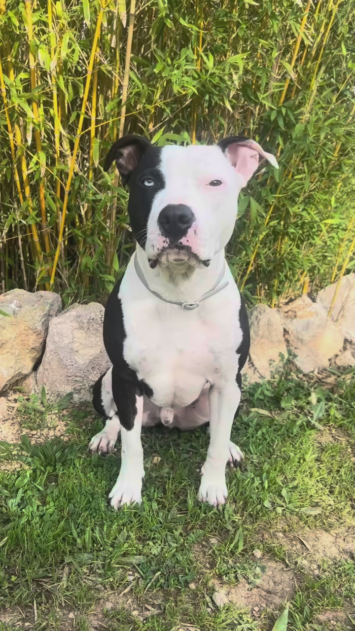 BESTIA DOG SPORT GripPro Heavy Duty Harness-4