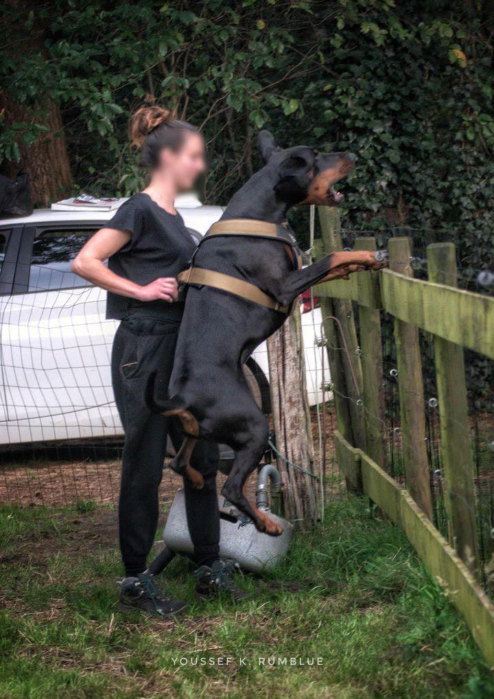 BESTIA DOG SPORT GripPro Heavy Duty Harness-10